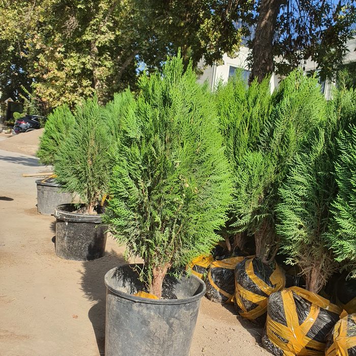 Арча archa туя tuya 1.000 та бор келиштириб берилади