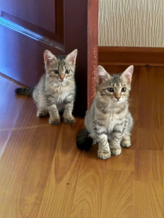 Кошечки в добрые руки