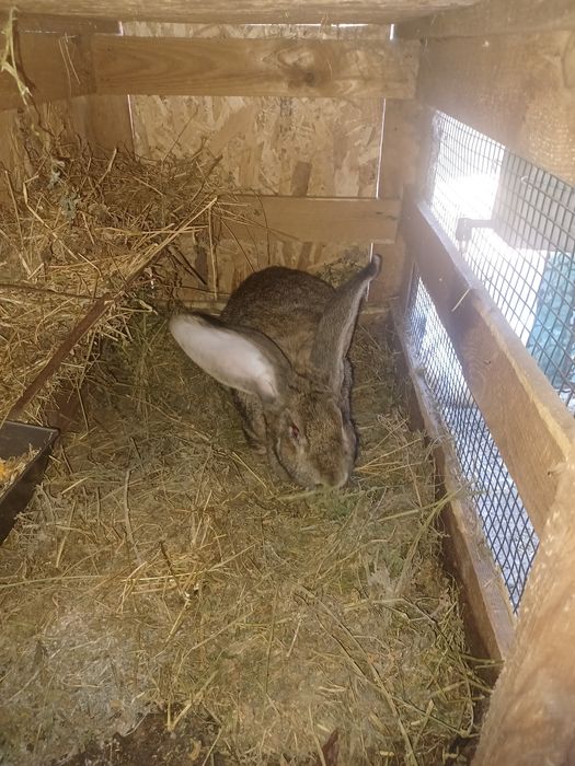 Vind femela Uriaș German