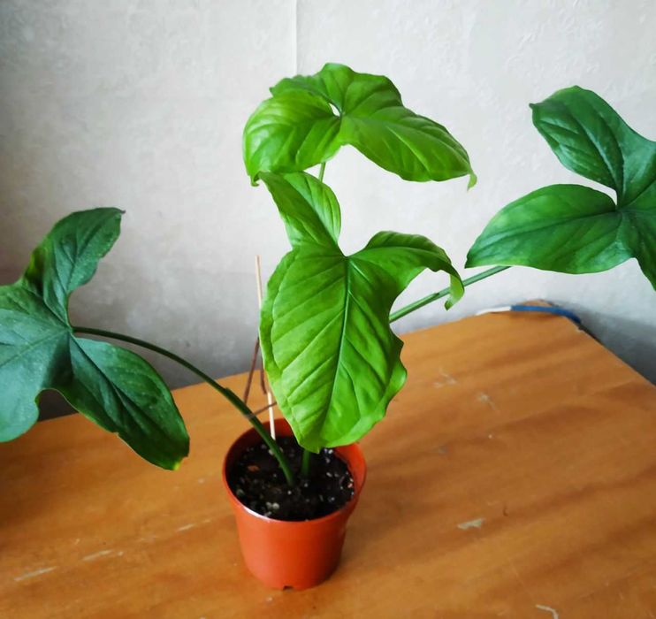 Продаю красивый сингниум Мохито