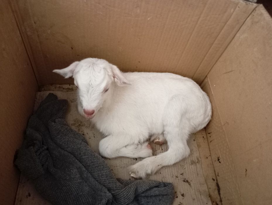 Продаётся зааненский козёл