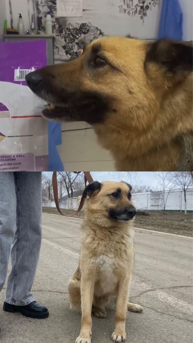 Собака-дворняшка отдадим в добрые руки