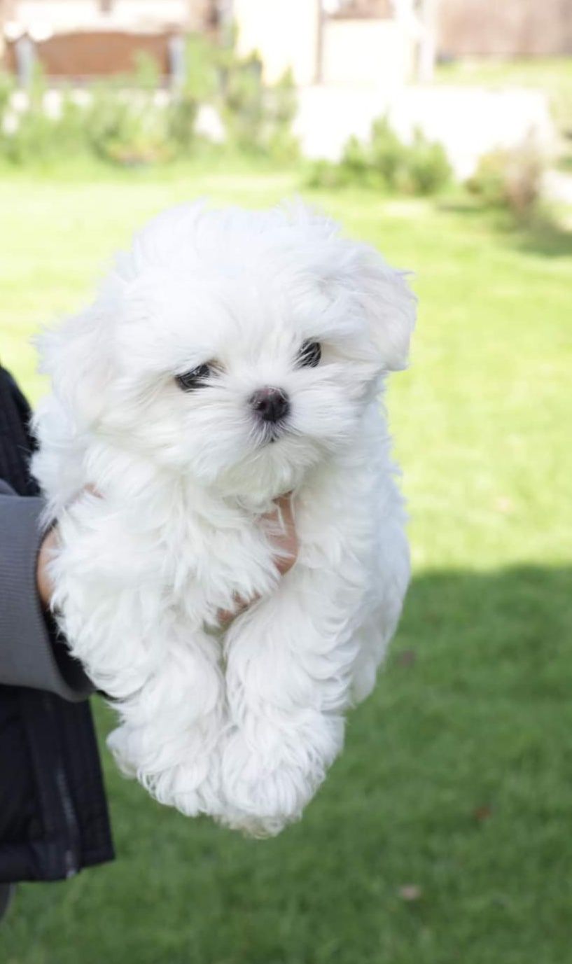 Vând Bichon Maltese