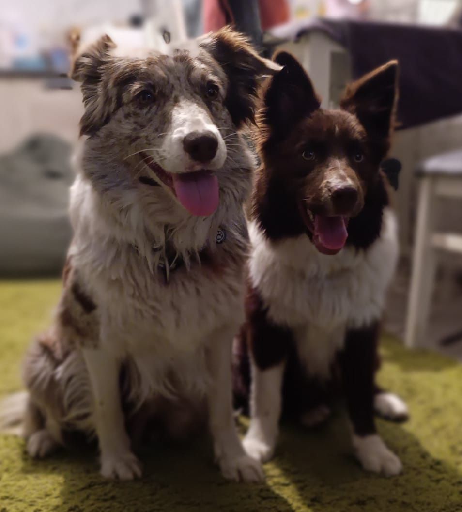 border collie бордер колли
