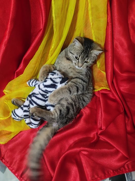 Котёнок 4,5месяцев девочка