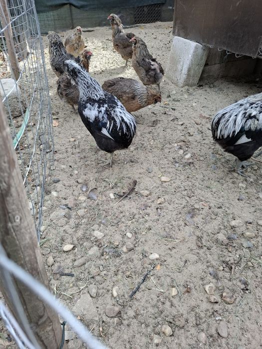 Araucana Silver,  Ouă pentru incubat