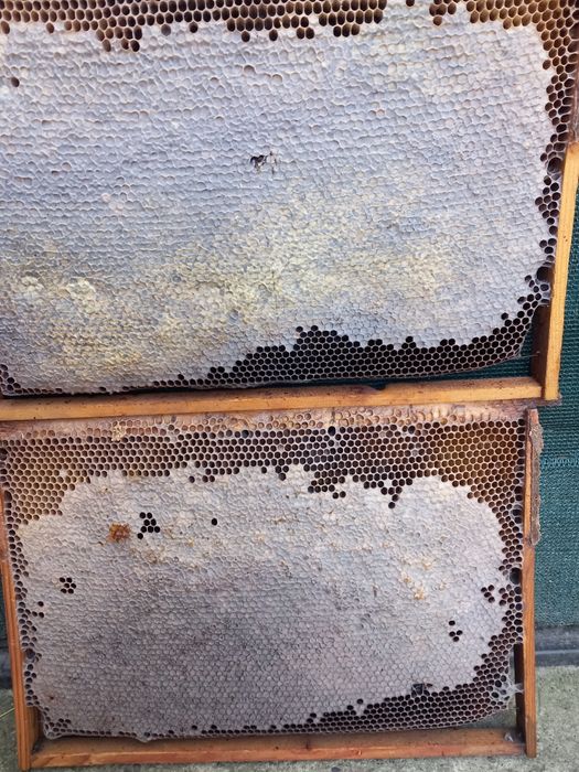 Faguri cu miere naturala capaciti 2025.