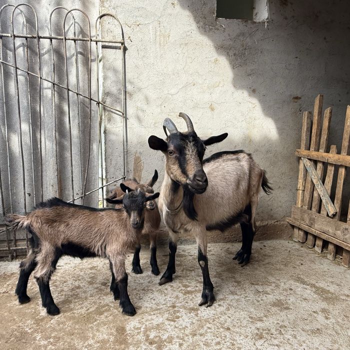 Альпи чех сауынды ешки лактар сатылады