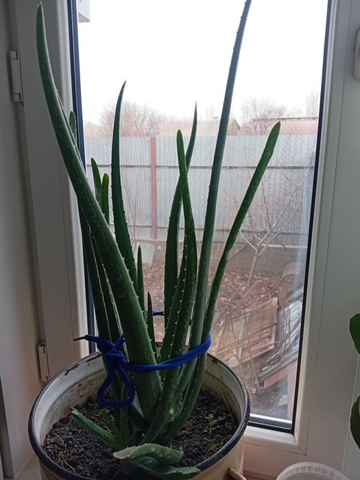 Алоэ продам.для лечения