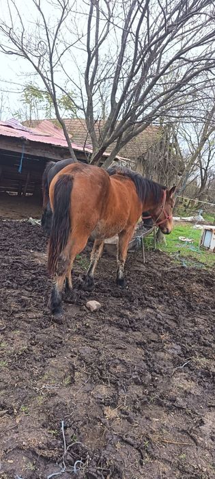 Vând mânz de 2 ani