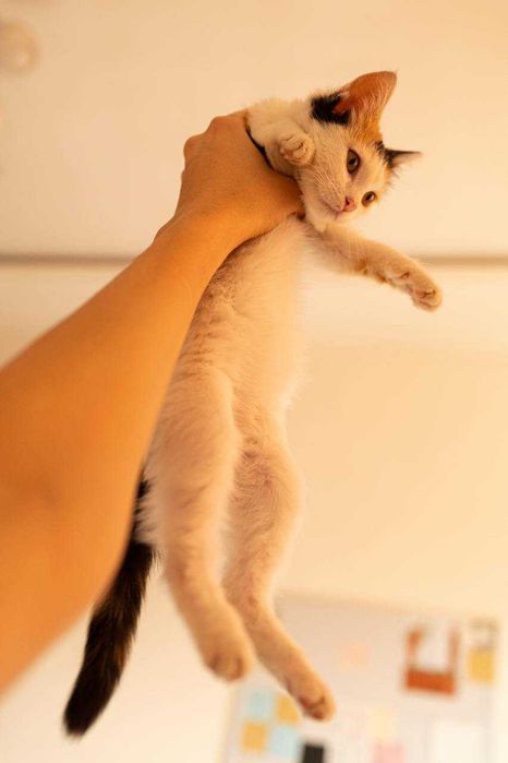 Отдам в добрые руки котенка (девочку) 1,5-2 месяца