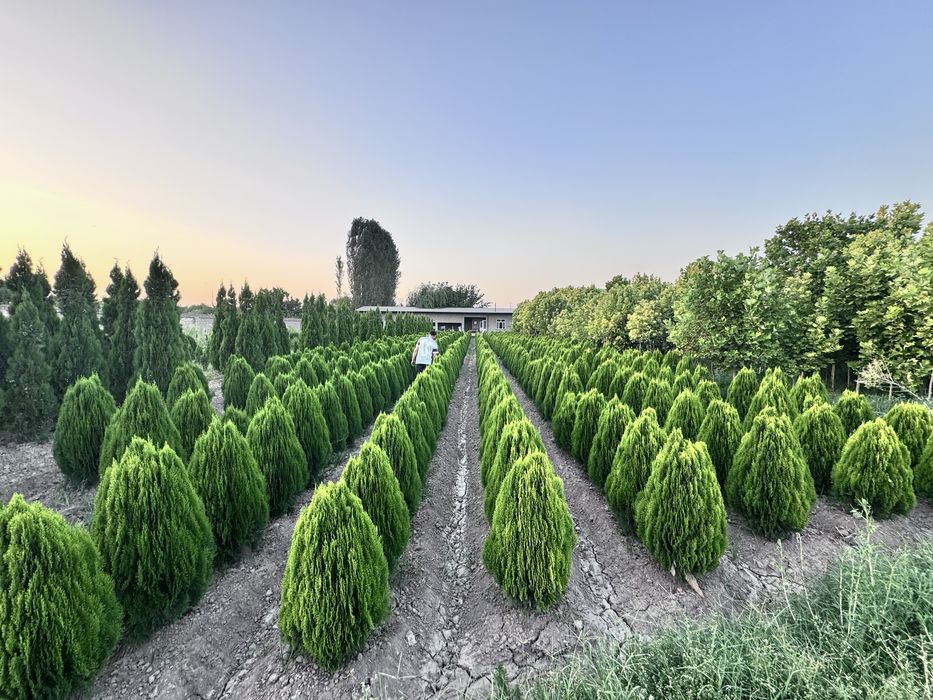 Dekarativniy daraxtlar va archalar