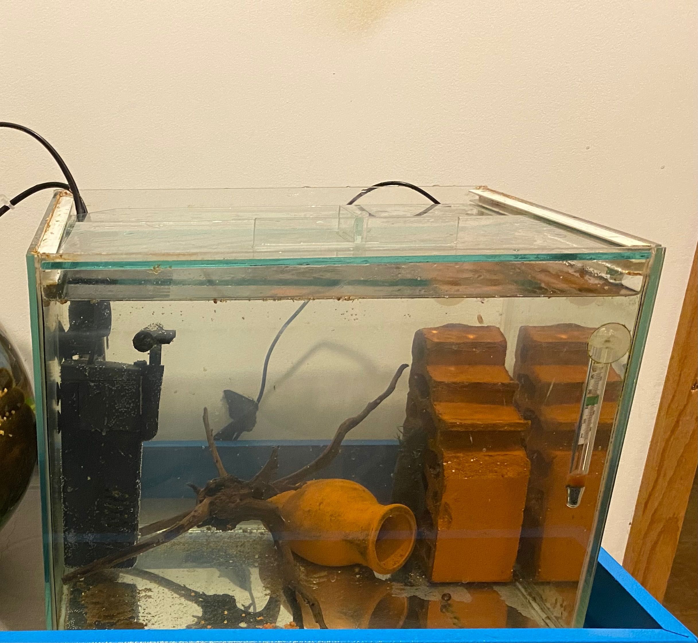 Оборудван аквариум 18л, с работещ чифт обикновени анциструси