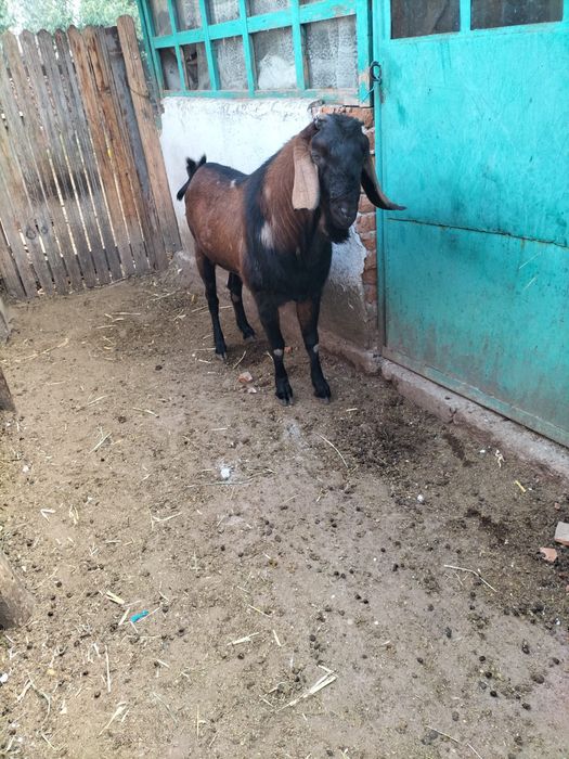 capre rasa anglonubiana