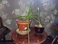 Продам комнатное растение индийский лук, наружное обезболивающее
