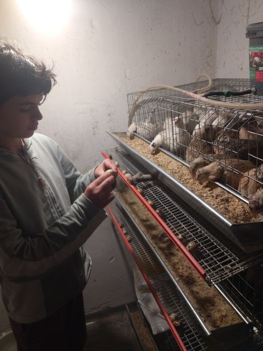 Vând ouă de prepeliță