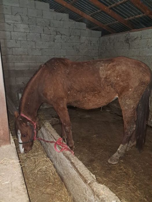 Буаз биелер 600 мыңнан