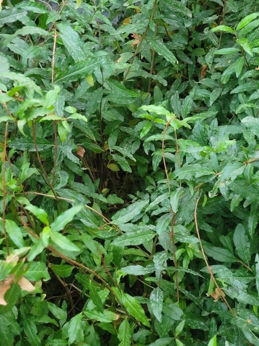 Продается Гранат Иранского сорта