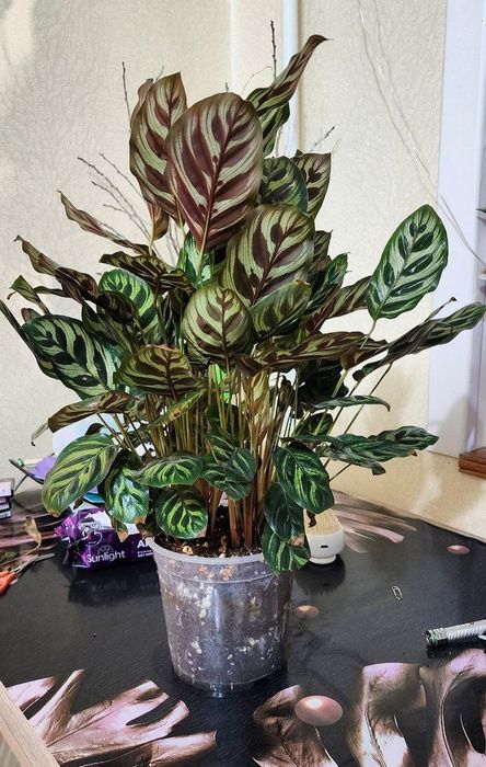 Калатея "Макояна"