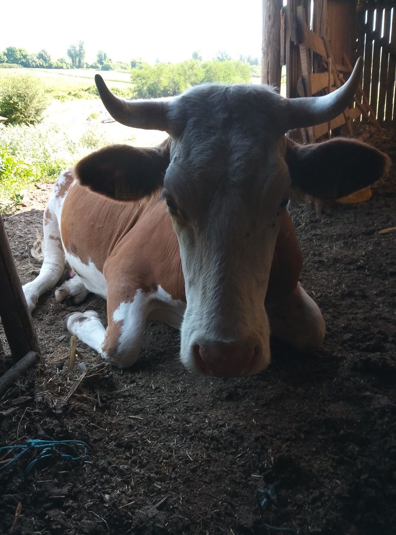 Vând două vaci bune de lapte