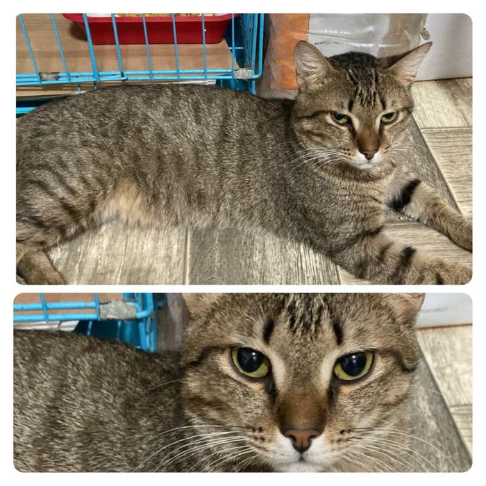 Кот молодой кастрирован ищет дом! Костанай привезем!