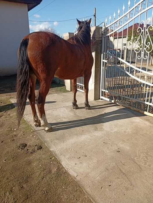 Vand cârlană  cuminte și fara narav