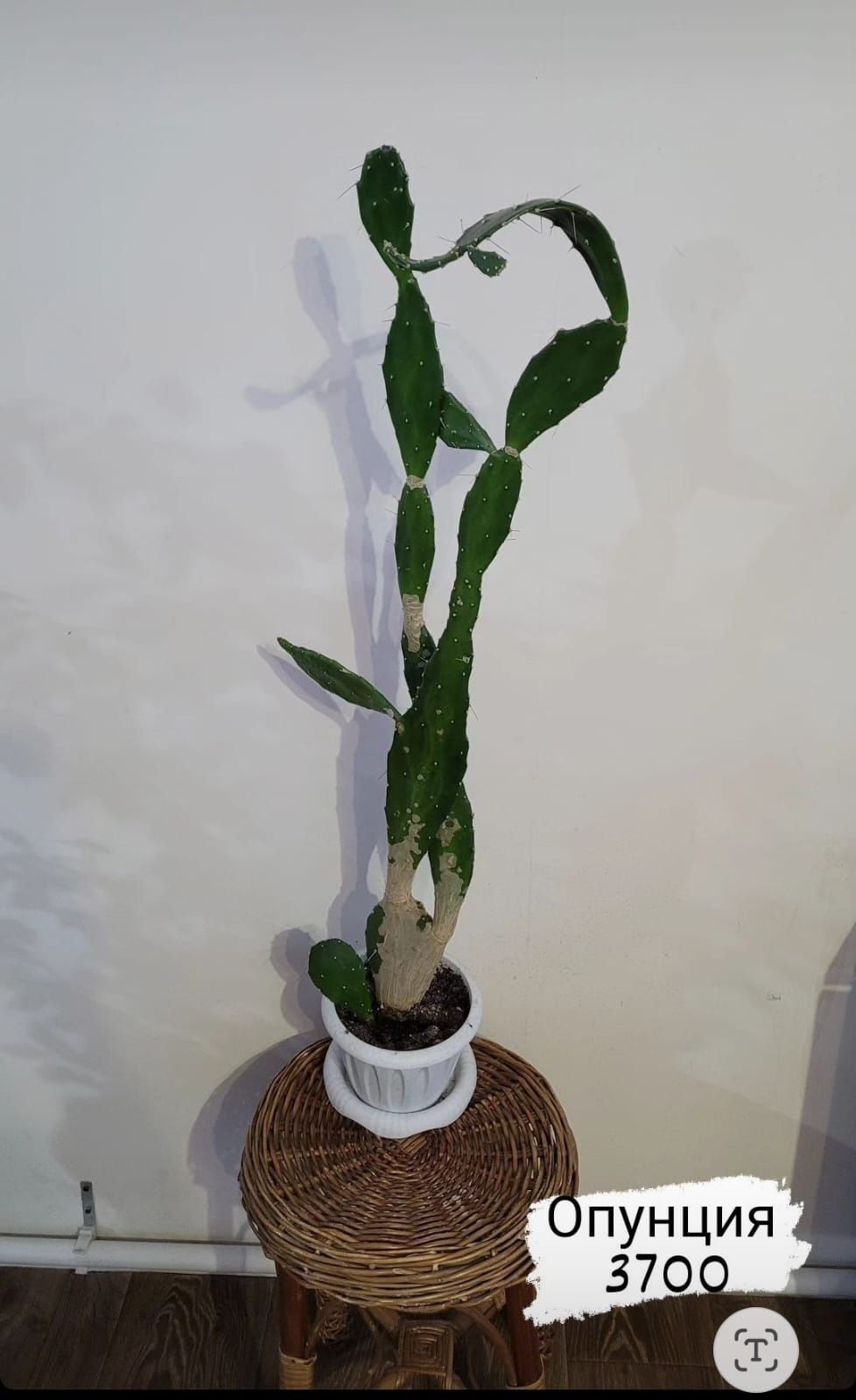 Опунция ,разновидность кактуса
