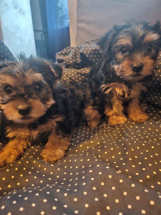 Йоркширски териер/йорки