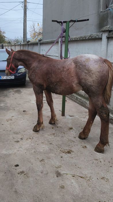 De vânzare sau schimb cu Animale vitai etc