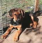 Adopție căței super frumoși