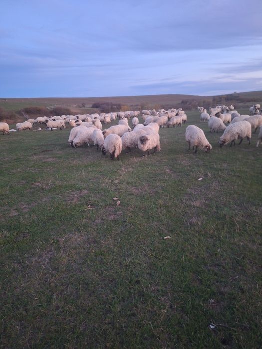 De vlnzare oi de tinut