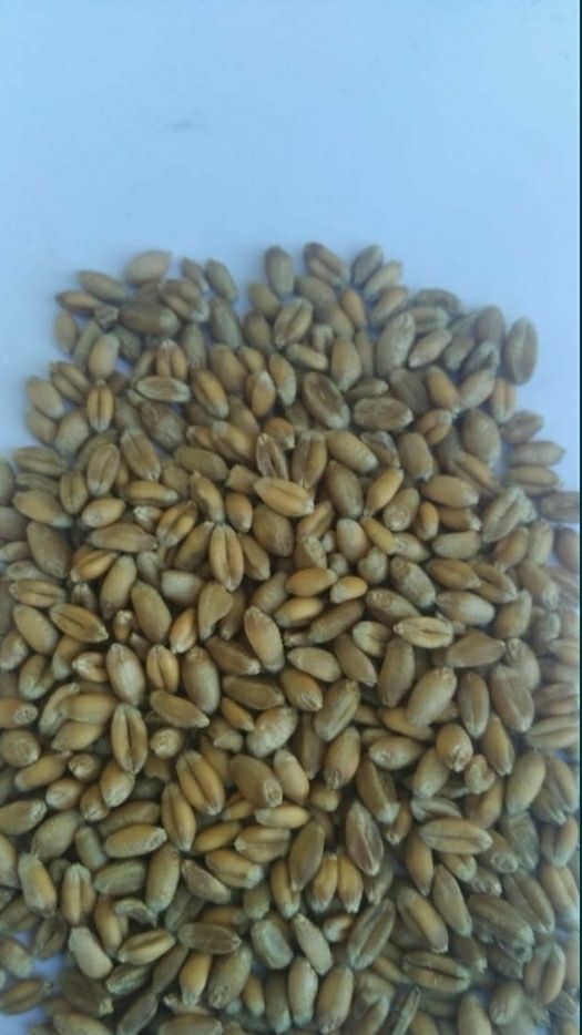 Продам озимую пшеницу
