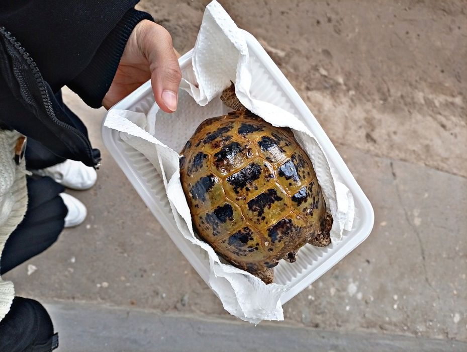 Toshbaqa sotiladi!(Продается черепашки!)