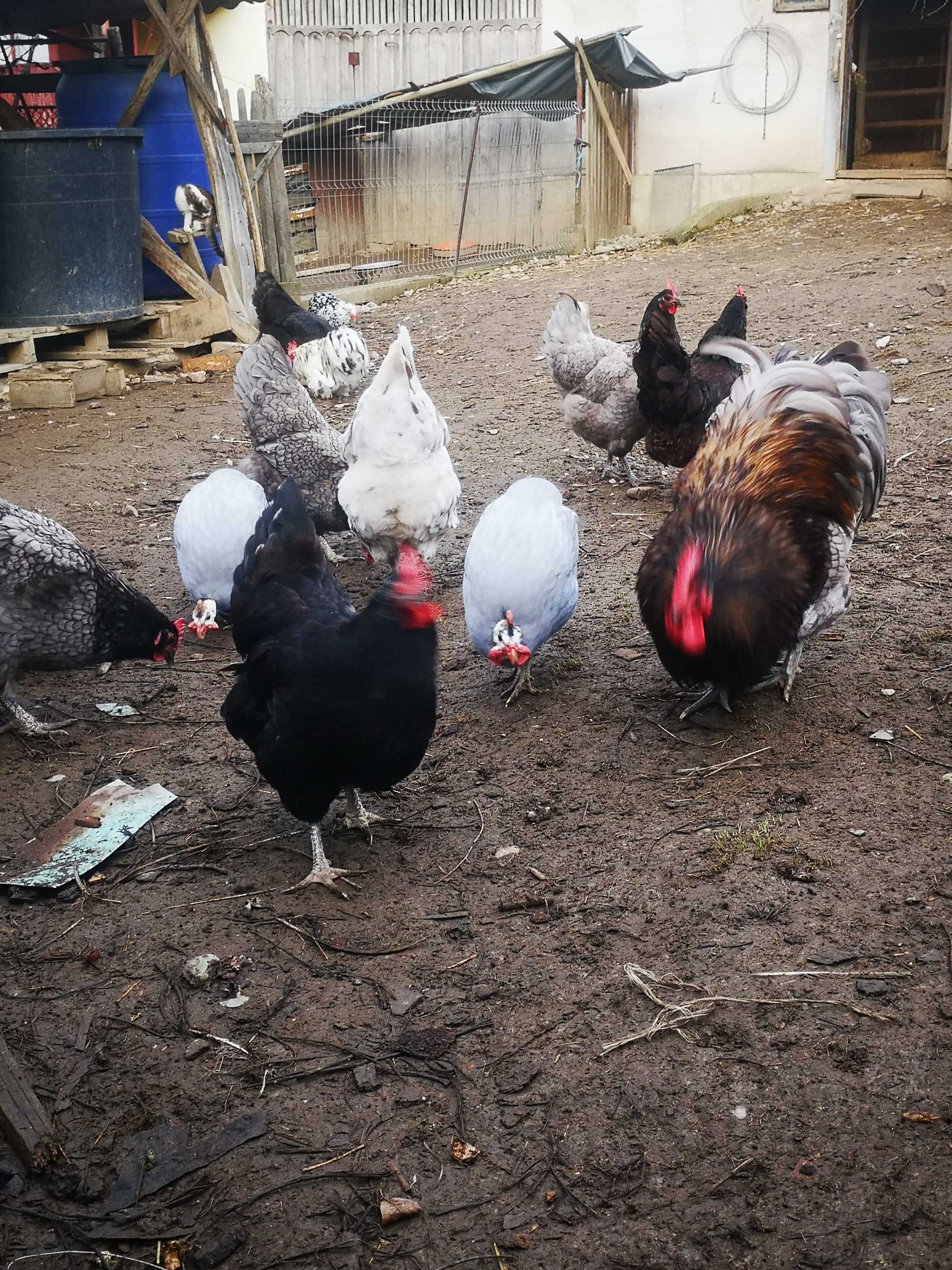 Ouă pentru incubat găini australorp
