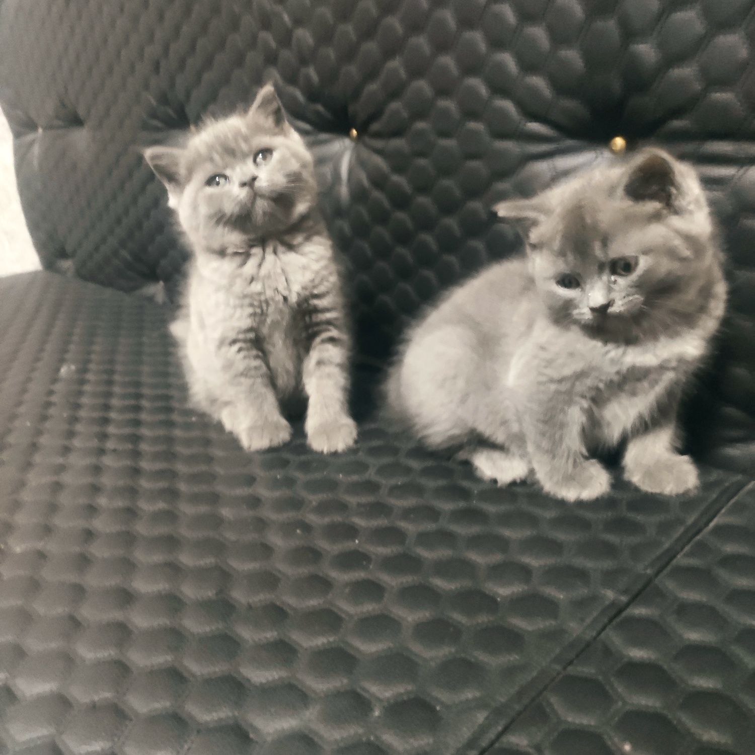 Продаютса кошки в харошие руки