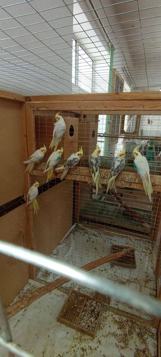 Папугай карелла.