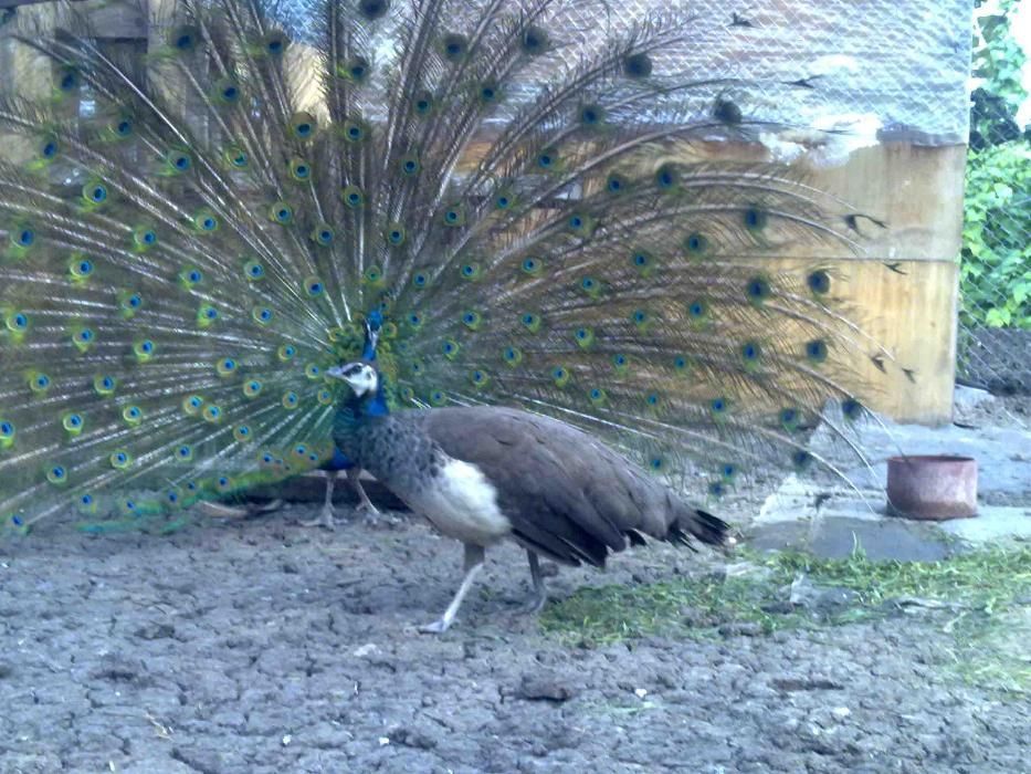 пауни различни видове