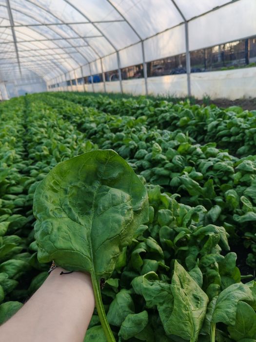 De vânzare solar 10 metri lățime 40 lungime  preț  negociabil