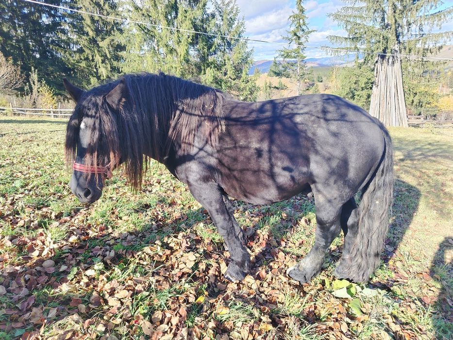 Vând armăsar de 6 ani detalii în privat