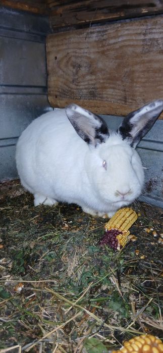 Vand 2 femele 100 lei bucata