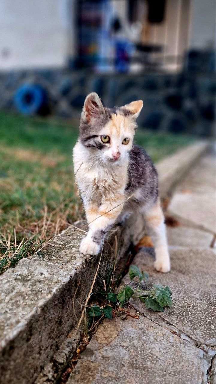 Подарям котки - търсим дом