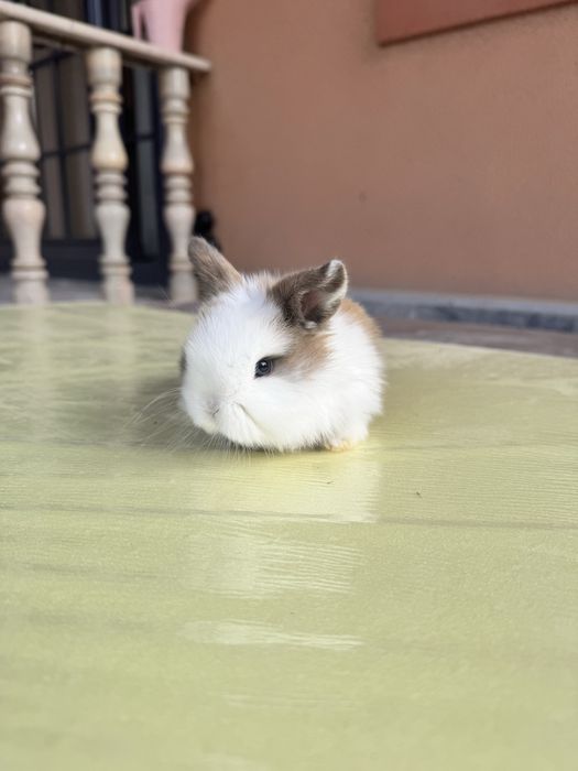 Karlik Quyon bolalari sotiladi rangini harhili bor