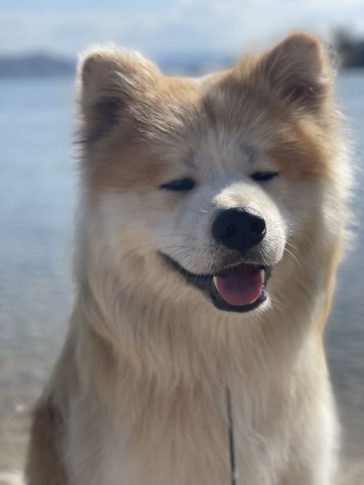 Вязка Акита Японская