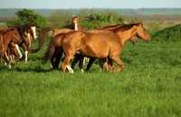 Обменяю лошадей на частный дом в Костанае или квартиру
