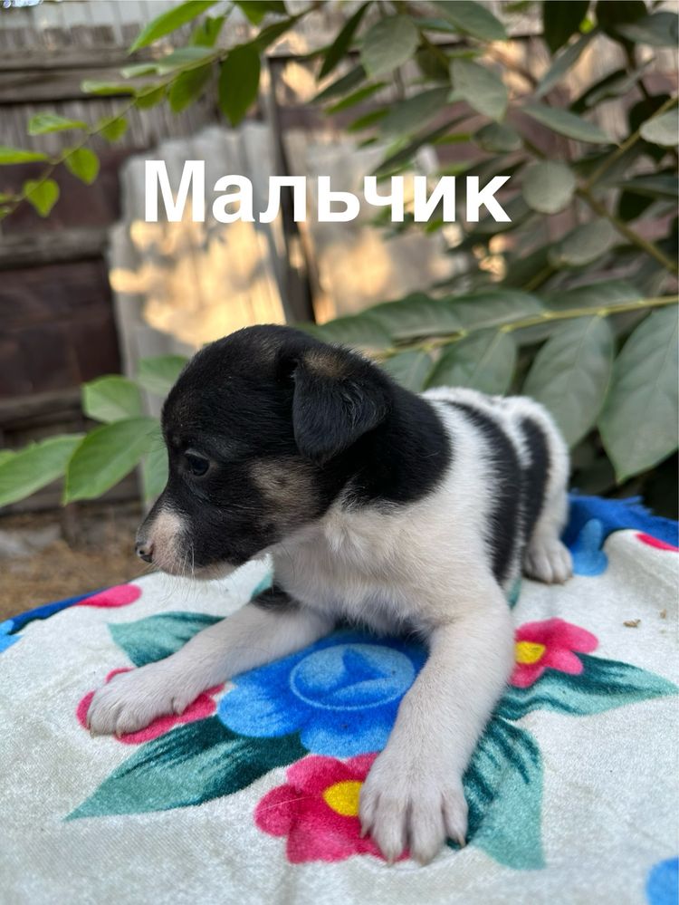 Отдадим щенков в добрые руки