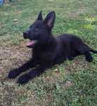 Cățel mascul Ciobanesc german, pedigree, negru, 2 luni