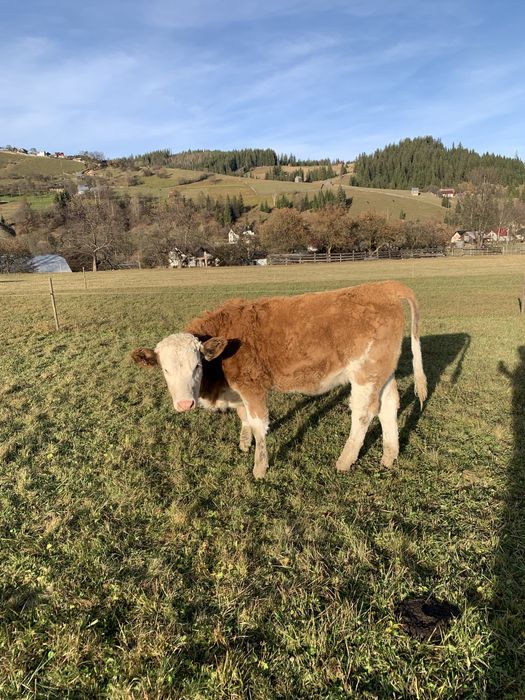 Vitele baltate romanesti de vanzare