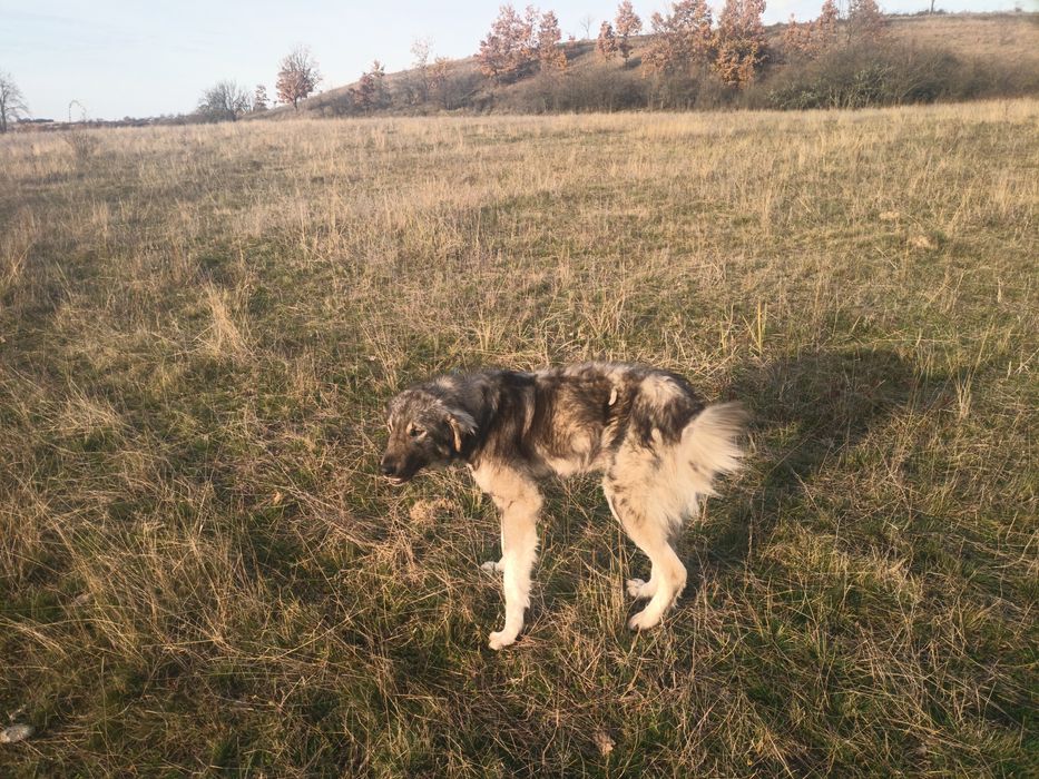 Donez câine carpatin