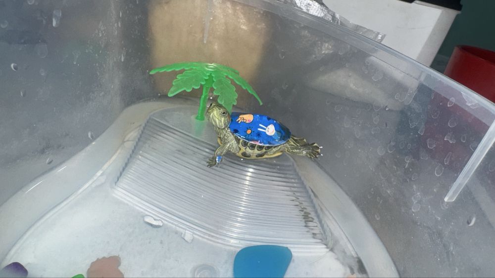 Срочно продам черепашку