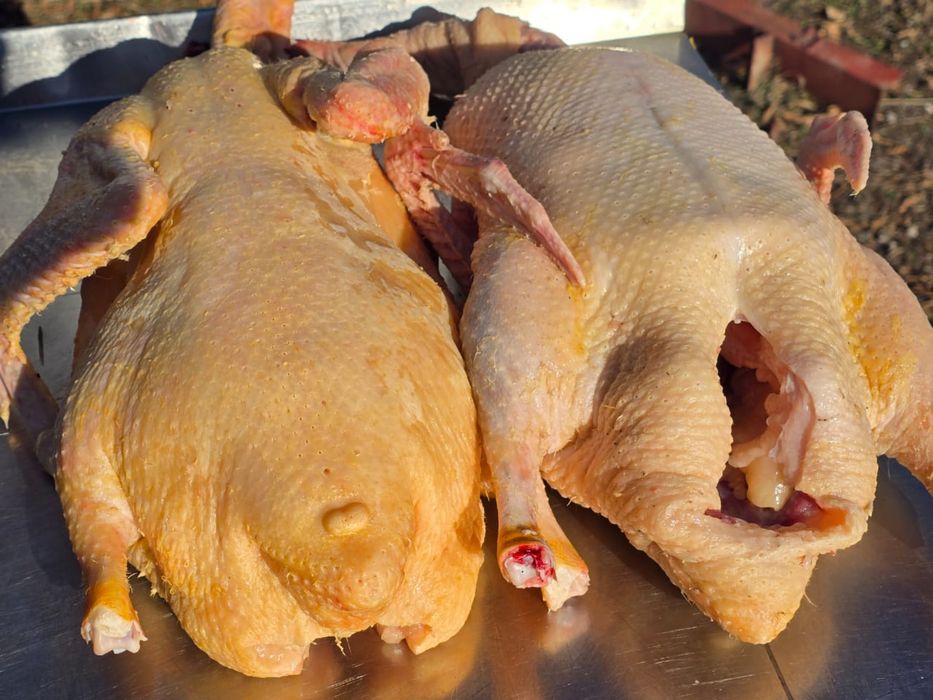 Домашние гуси , утки